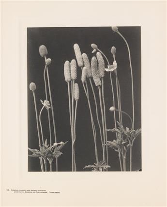 LINCOLN, EDWIN HALE (1828-1938) Wildflowers of New England. A suite of 21 photographs.